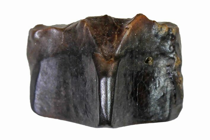 Fossil Hadrosaur (Edmontosaurus) Shed Tooth- Montana #110965